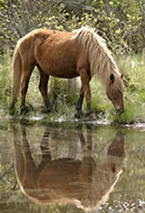 Assateague wild pony