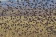 Swarm of Red-winged Blackbirds gets airborn CGS17107 Slide #00000-00000