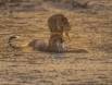 African Wildcat holding off Cheetah 35 5000 Slide #0000-00000