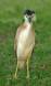 Ert Rufous Night Heron _MG_5710 Slide #00000-00000