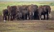 Boseli Elephant group with marauding Cattle Egrets IMG_5951 Slide #0000-0000 A