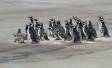 A group of Magellanic Penguins huddled together on a Falkland Islands beach IMG_2353 Slide #00000-00000