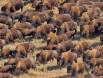 A late calf surrounded by mature Buffalo IMG_3957 Slide #00000-00000