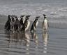 A waddle of Magellanic Penguins prepared to go to sea 0R7E2830 Slide #00000-00000