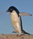 Adelie Penguin carrying a rock to build his nest with 0R7E5257 Slide #00000-00000