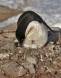 Adelie Penguin exposes egg and brood patch as she tends to her rock nest 0R7E5134 Slide #00000-00000