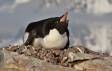 Adelie Penguin yawns while sitting on rock nest 0R7E5097 Slide #00000-00000