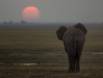 African Elephant walking towards setting sun 1 Slide #00000-00000