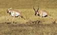 Antelope Buck chasing Doe during the rut IMG_8454 Slide #00000-00000