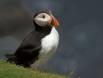 Atlantic Puffin at the edge of the abyss IMG_4853 Slide #00000-00000