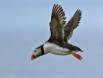 Atlantic Puffin just getting airborn IMG_4767 Slide #00000-00000