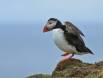 Atlantic Puffin preparing for takeoff IMG_4761 Slide #00000-00000