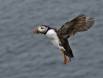 Atlantic Puffin with flaps down for landing IMG_5024 Slide #00000-00000