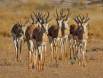 Auob River Springbok group coming to water IMG_7469 Slide #00000-00000