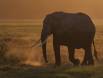 Backlit Elephant kicks up dust IMG_6349 Slide #00000-00000