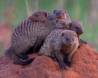 Banded Mongoose clan atop Termite mound IMG_7046 Slide #00000-00000
