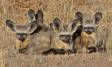 Bat-eared Fox huddle IMG_3031 Slide #00000-00000