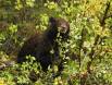 Black Bear high in a Hawthorn bush harvesting its fruit CGS12223 Slide #00000-00000