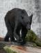 Black Bear plying Neets Creek looking for Salmon CGS15117 Slide #00000-00000