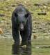 Black Bear stealthily approaching a King Salmon in shallow water CGS15282 Slide #00000-00000