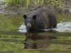 Black Bear wading creek IMG_1478 Slide #00000-00000