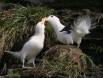 Black-browed Albatross courting at nesting site IMG_0466 Slide #00000-00000