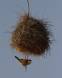 Black-capped Social Weaver perched on twig below its nest IMG_4137 Slide #00000-00000