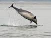 Bottle-nosed Dolphin performing IMG_0207 Slide #00000-00000
