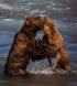 Brown Bears fight over fishing spot 230 9000 Slide #00000-00000