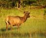 Bull Elk in the velvet CGS11407 Slide #00000-00000