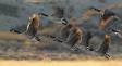Canada Geese taking off CGS17722 Slide #00000-00000