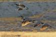 Canada Goose flock taking off CGS17723 Slide #00000-00000