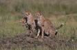 Cheetah family using a Serengeti mound as a prey spotting vantage point IMG_9724 Slide #00000-00000