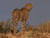 Cheetah juvenile atop Auob River Valley ridge IMG_1003 Slide #00000-00000