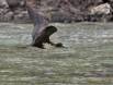 Christmas Island Frigatebird dipping for water 131_3187 Slide #00000-00000