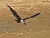 Christmas Island Frigatebird dipping for water in a rain water puddle 136_3668 Slide #00000-00000