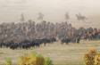 Cowboys rounding up the Buffalo and heading them to the corrals IMG_3762 Slide #00000-00000