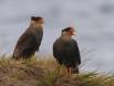 Crested Caracara pair 0R7E0964 Slide #00000-00000