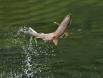 Dolly Varden or Pink Salmon breaching CGS13583 Slide #00000-00000