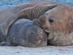Elephant Seal Bull putting on his moves 0R7E6851 Slide #00000-00000