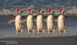 Five dancing Gentoo Penguin Slide #00000-00000
