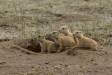 Four young Western Black-tailed Prairie Dogs atop burrow CGS10864 Slide #00000-00000