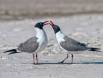 Franklins Gulls interacting on a Alabama beach _MG_0203 Slide #00000-00000