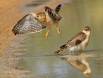 Gabar Goshawk leaving after bathing with its mate IMG_4563 Slide #00000-00000