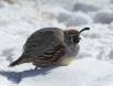 Gambels Quail in snow CGS18166 Slide #00000-00000