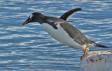 Gentoo Penguin diving into the sea 0R7E4344 Slide #00000-00000