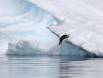Gentoo Penguin diving off iceburg into Antarctics frigid waters 0R7E4783 Slide #00000-00000