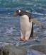 Gentoo Penguin leaping from rock to rock 0R7E4136 Slide #00000-00000