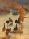 Greater Sandhill Crane sauna CGS10185 Slide #00000-00000