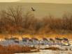 Greater Sandhill Cranes and Light Geese share a steamy roost IMG_5998 Slide #00000-00000
